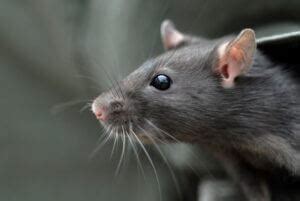 Can rats hear humans?